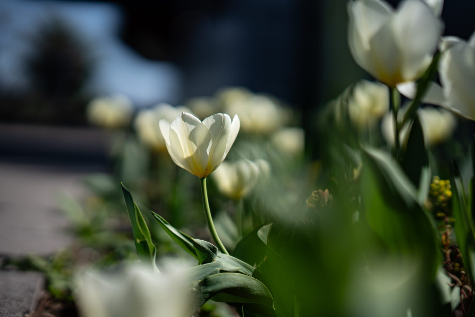 Galeria zdjęć przykładowych 2000px z obiektywu Sony FE 85mm F1.4 GM i aparatu Sony A7RIII
