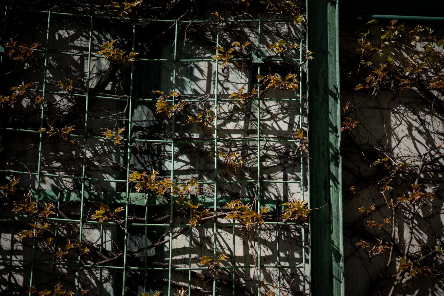 Galeria zdjęć przykładowych 2000px z obiektywu Sony FE 85mm F1.4 GM i aparatu Sony A7RIII