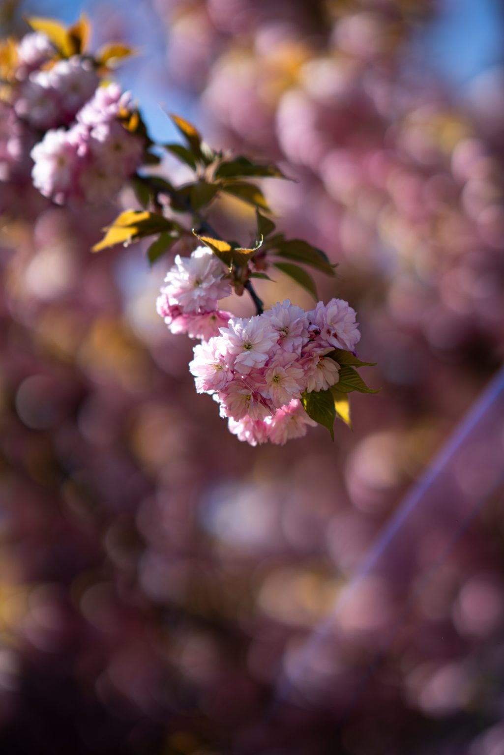 Galeria zdjęć przykładowych 2000px z obiektywu Sony FE 85mm F1.4 GM i aparatu Sony A7RIII