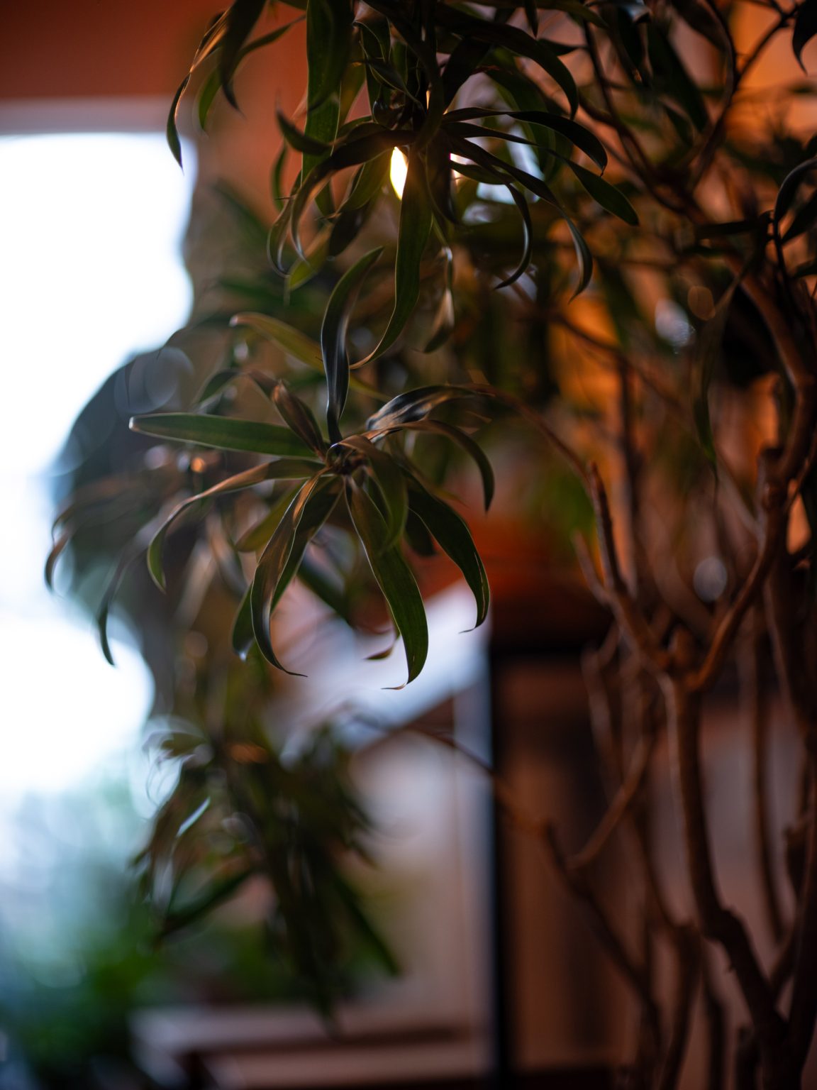Galeria zdjęć przykładowych 2000px wykonana za pomocą obiektywu Canon 85mm F1.2 L II USM  i aparatu FujiFilm GFX 50S II
