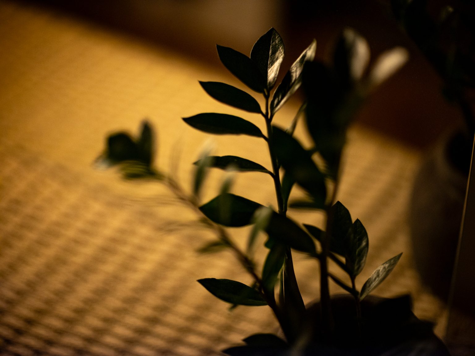 Galeria zdjęć przykładowych 2000px wykonana za pomocą obiektywu Canon 85mm F1.2 L II USM  i aparatu FujiFilm GFX 50S II