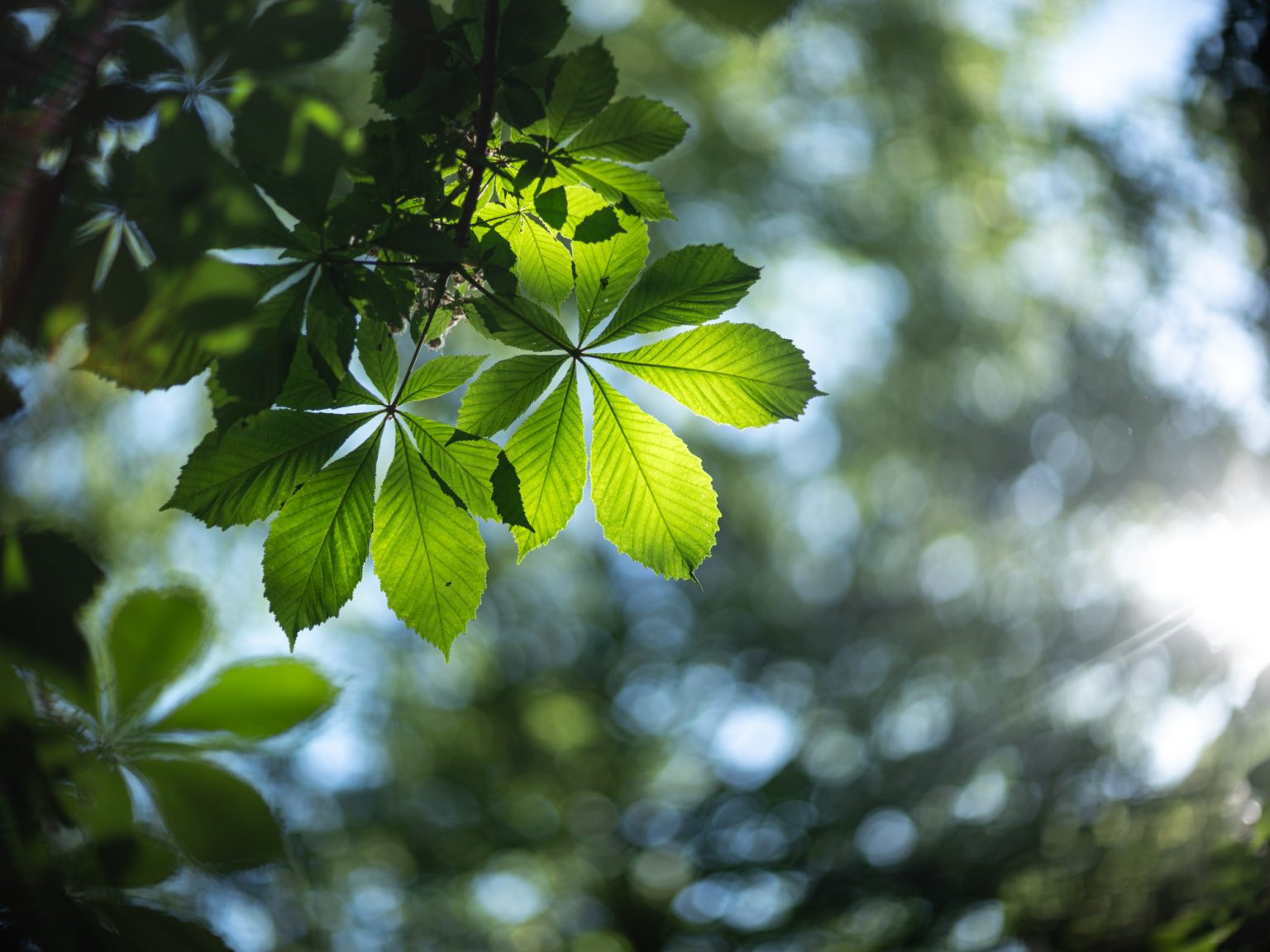 Galeria zdjęć przykładowych 2000px wykonana za pomocą obiektywu Canon 85mm F1.2 L II USM  i aparatu FujiFilm GFX 50S II