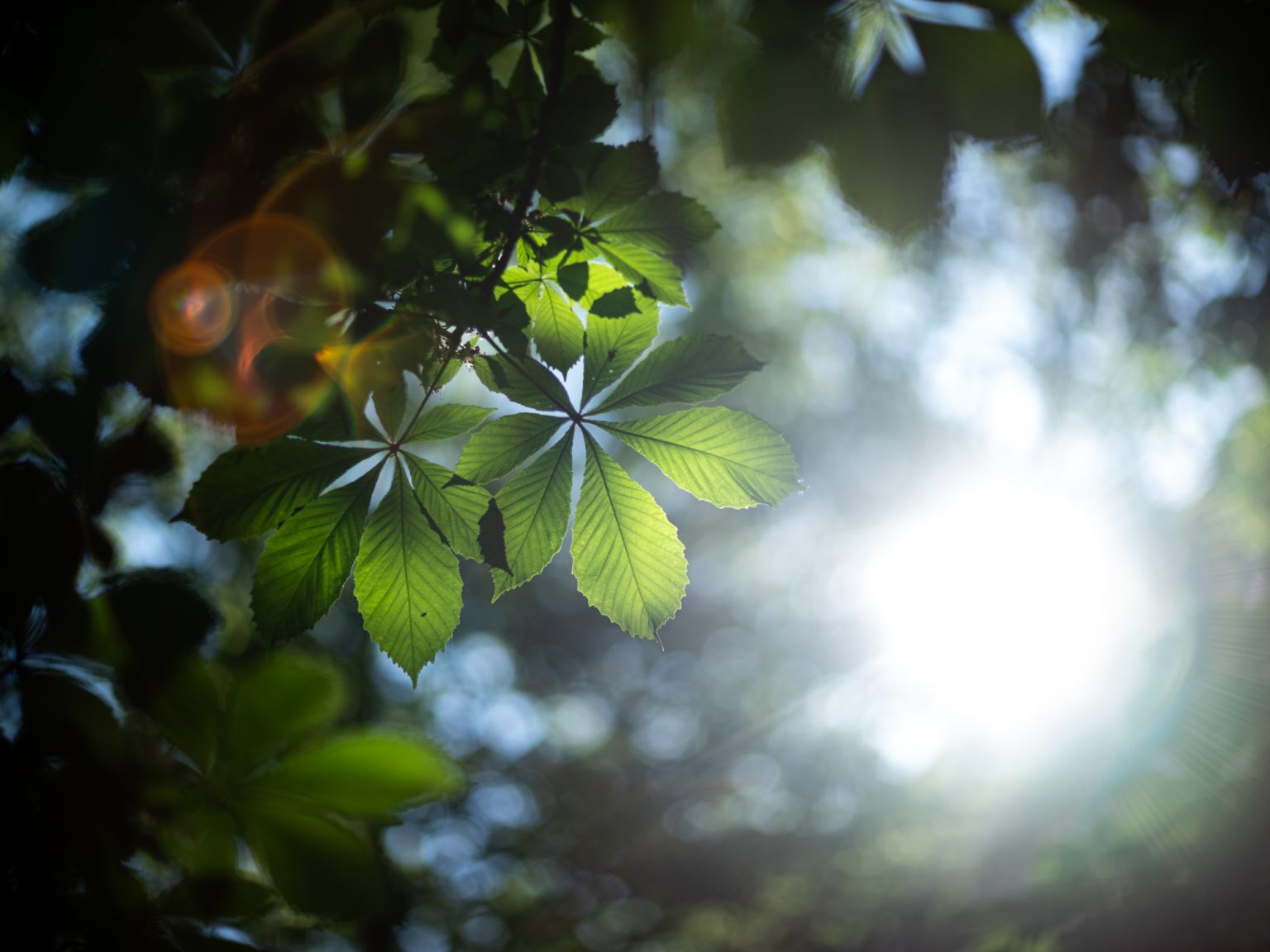 Galeria zdjęć przykładowych 2000px wykonana za pomocą obiektywu Canon 85mm F1.2 L II USM  i aparatu FujiFilm GFX 50S II