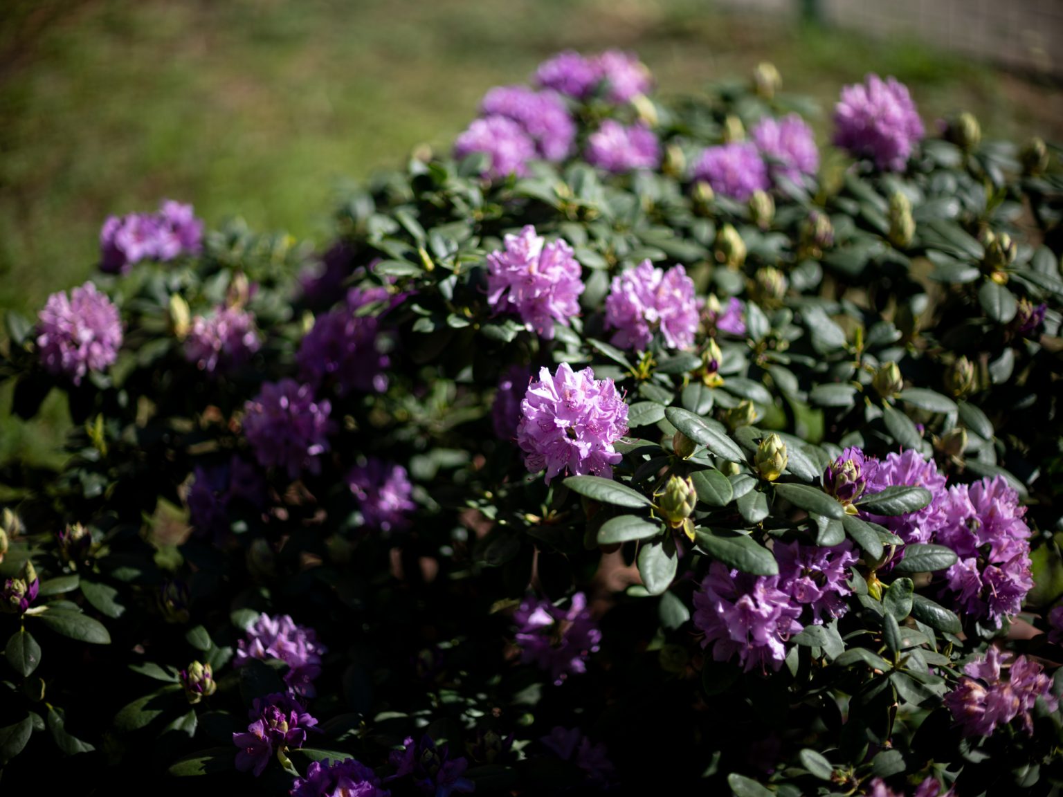 Galeria zdjęć przykładowych 2000px wykonana za pomocą obiektywu Canon 85mm F1.2 L II USM  i aparatu FujiFilm GFX 50S II