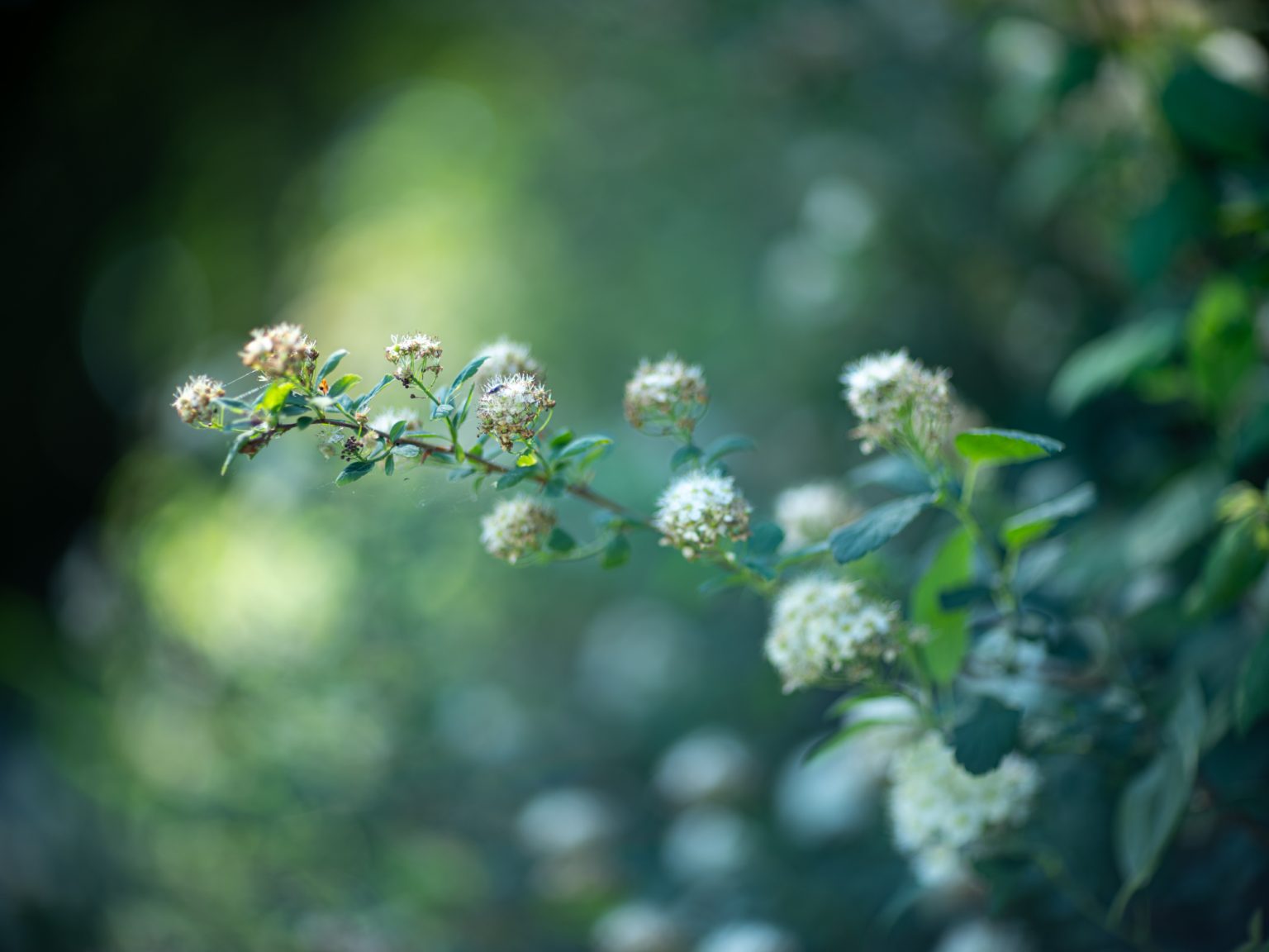 Galeria zdjęć przykładowych 2000px wykonana za pomocą obiektywu Canon 85mm F1.2 L II USM  i aparatu FujiFilm GFX 50S II