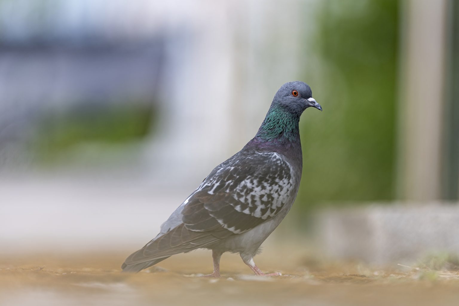 Galeria zdjęć przykładowych 2000px wykonana za pomocą obiektywu Canon 200mm F2 L IS USM i aparatu Canon R3