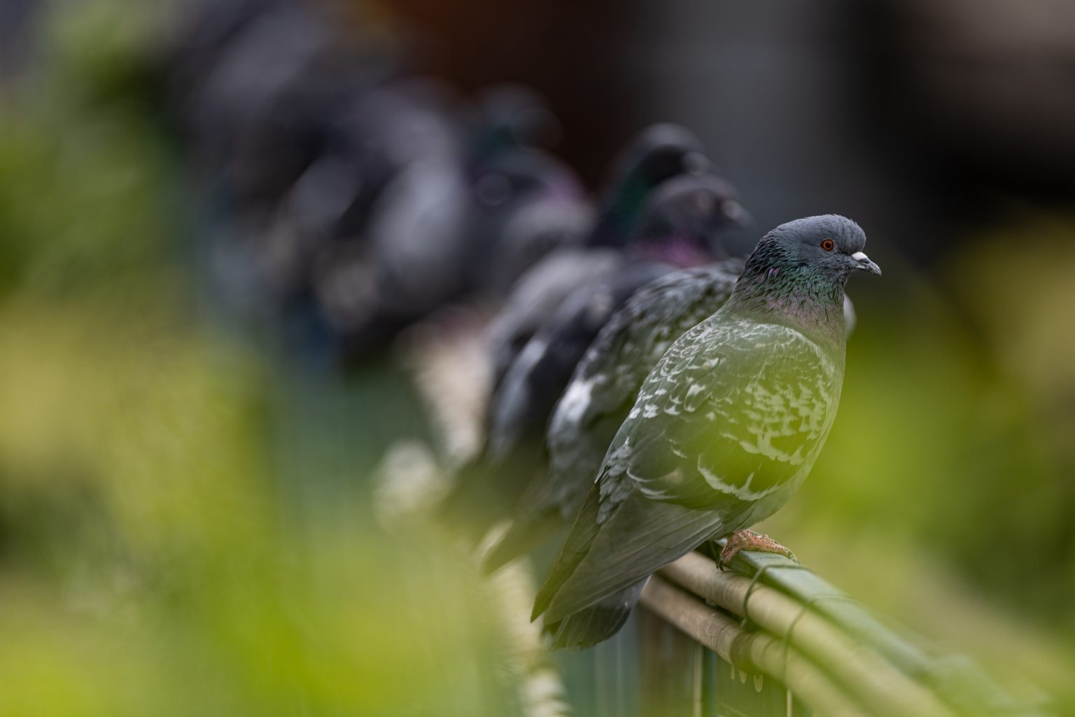 Galeria zdjęć przykładowych 2000px wykonana za pomocą obiektywu Canon 200mm F2 L IS USM i aparatu Canon R3