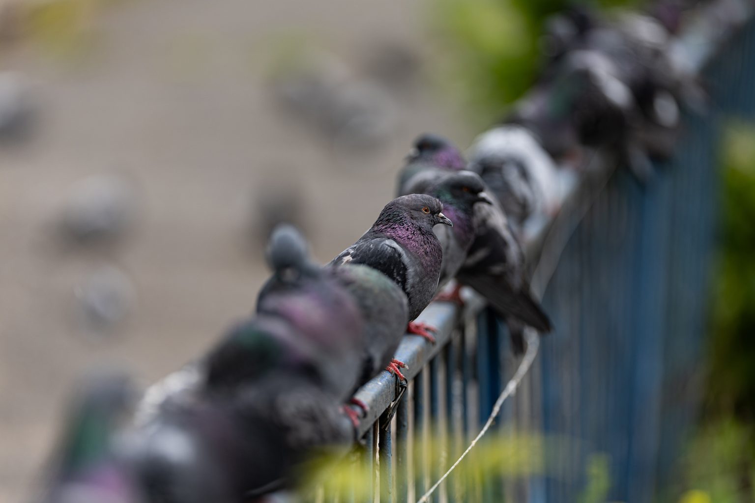 Galeria zdjęć przykładowych 2000px wykonana za pomocą obiektywu Canon 200mm F2 L IS USM i aparatu Canon R3