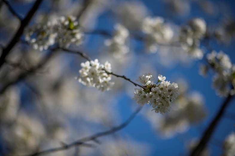 nikon-d850-nikkor-105mm-f1-4-wiosna-fotografia