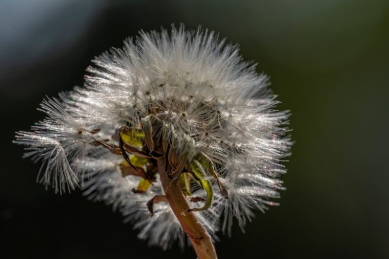 sigma-105mm-f28-dg-dn-art-macro-sony-a9-ii-test