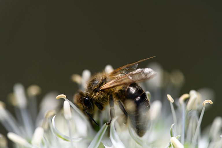 Sony FE 90mm F2.8 Macro G OSS Nikon Z7II Obrazek Miniaturka