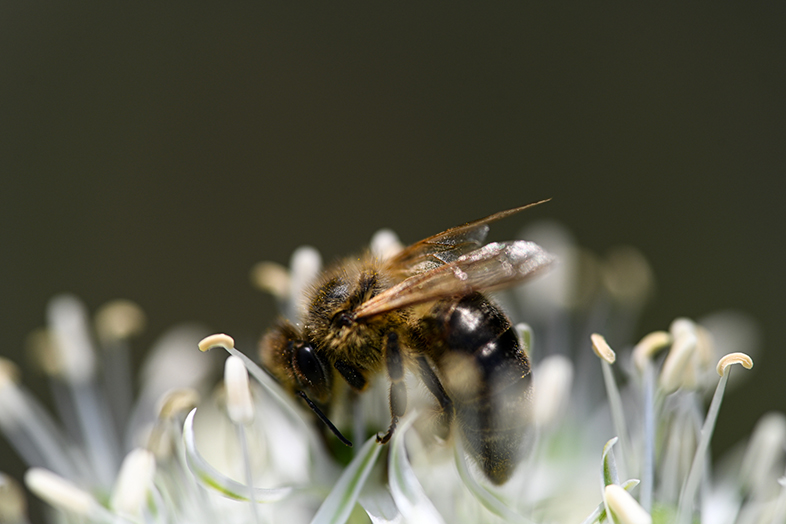 Sony FE 90mm F2.8 Macro G OSS Nikon Z7II Obrazek Miniaturka