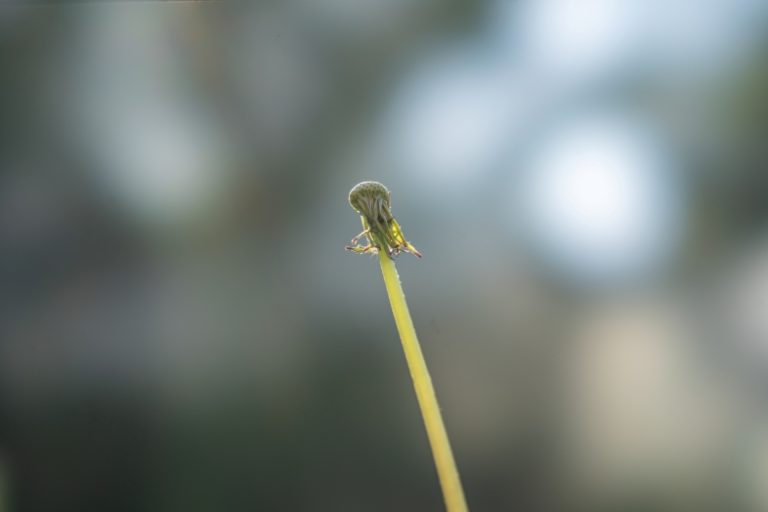 sony-fe-100mm-f2-8-stf-gm-oss-sony-a7c-test-opinia