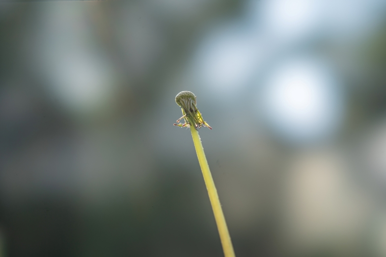 sony-fe-100mm-f2-8-stf-gm-oss-sony-a7c-test-opinia