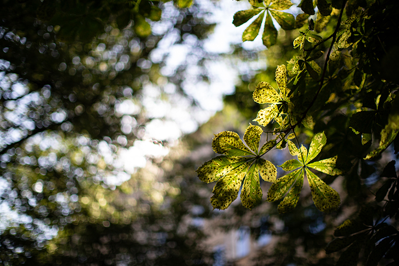 Canon 50mm F1.2 L USM