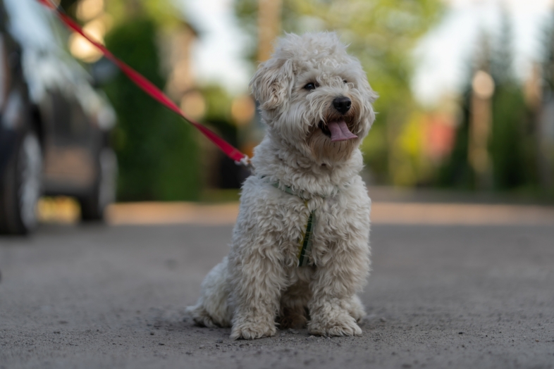 sony-fe-85mm-f1-8-test-sony-a9-iii-a7r-iv